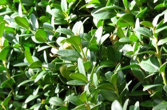 Zimostráz, Buxus