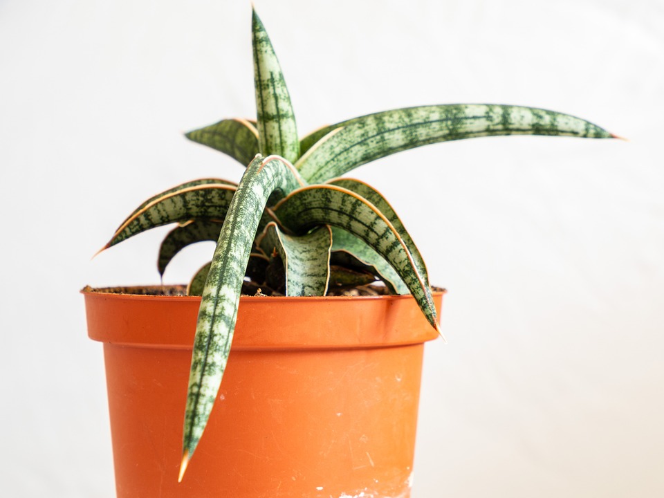 Sansevieria