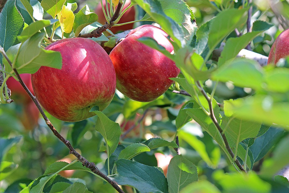 Jabloň Spolehlivá ochrana jabloní před pozdními jarními mrazy