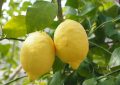 Citron