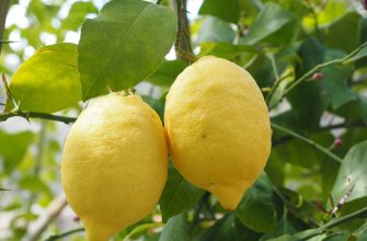 Citron