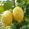 Citron