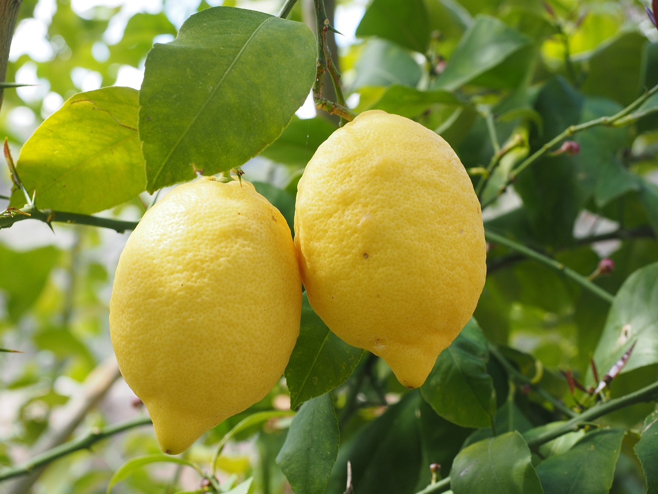 Citron Dostaňte z citronu maximum: Díky šikovnému triku
