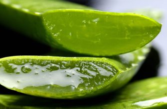 Aloe vera