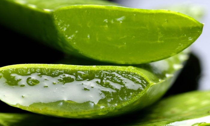 Aloe vera