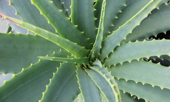 Aloe vera