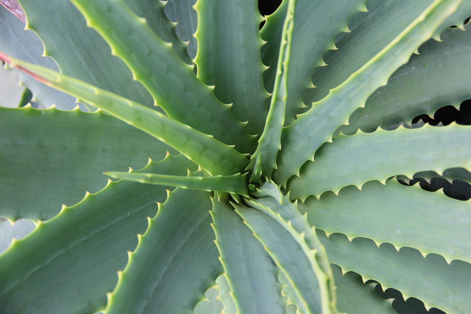 Aloe vera Jak na začervenání pokožky po epilaci