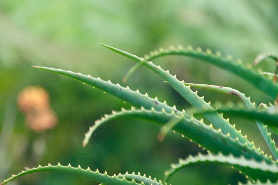 Aloe vera