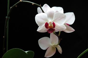Orchidej