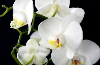Bílá orchidej