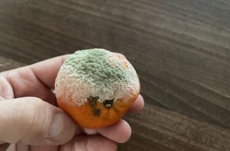 Plesnivá mandarinka