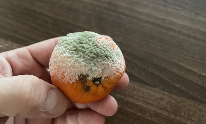 Plesnivá mandarinka