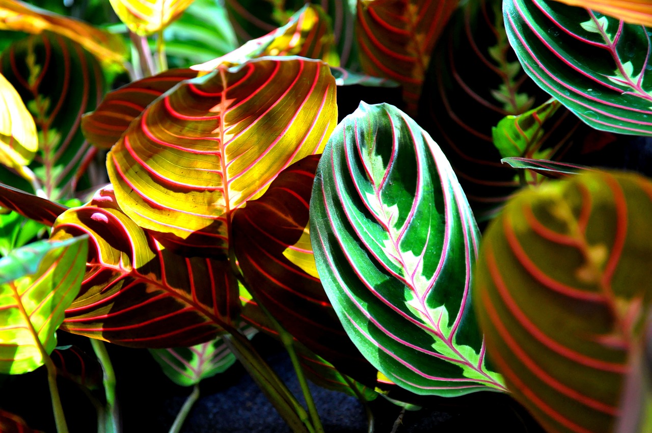 maranta