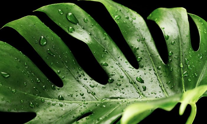 monstera-kapky