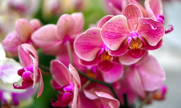 Orchidej