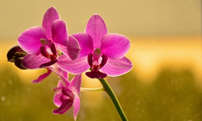 Orchidej