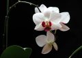 Orchidej