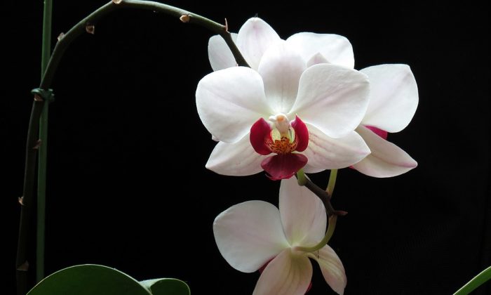 Orchidej