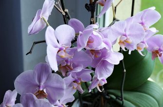 Orchidej