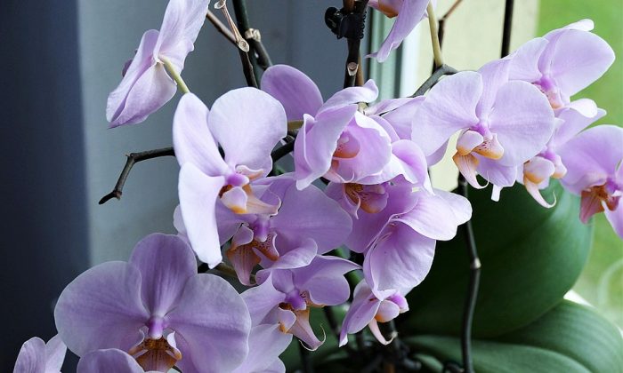 Orchidej