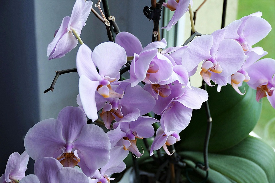 Orchidej