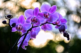 Orchidej