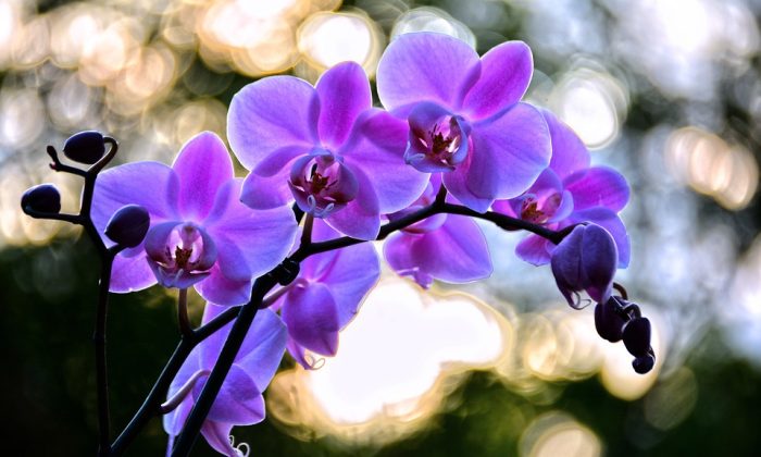 Orchidej