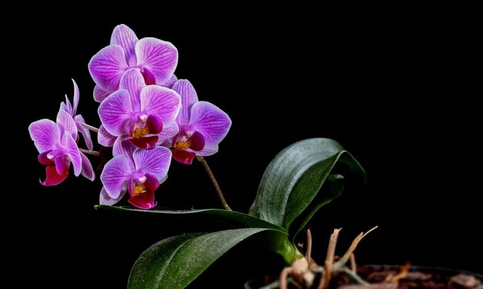 Orchidej