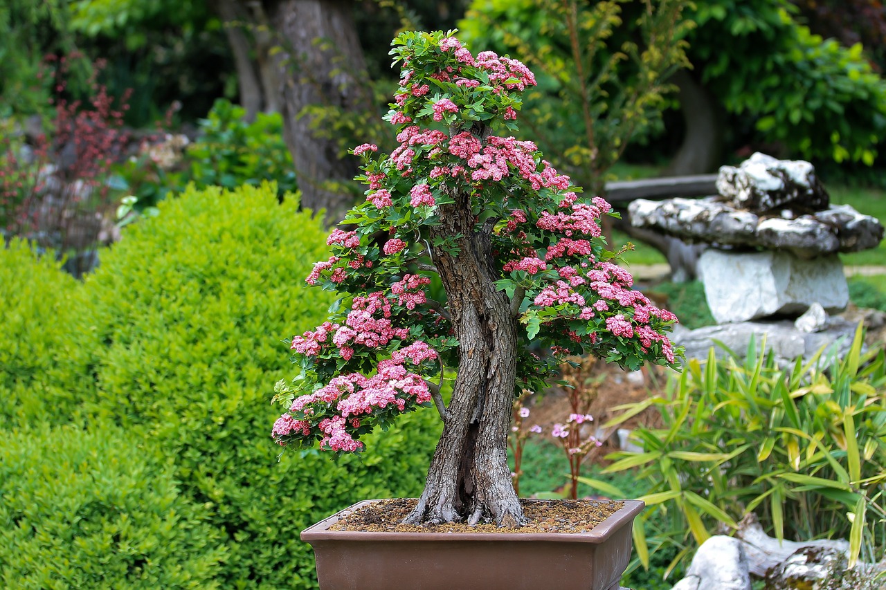 bonsai-zahrada