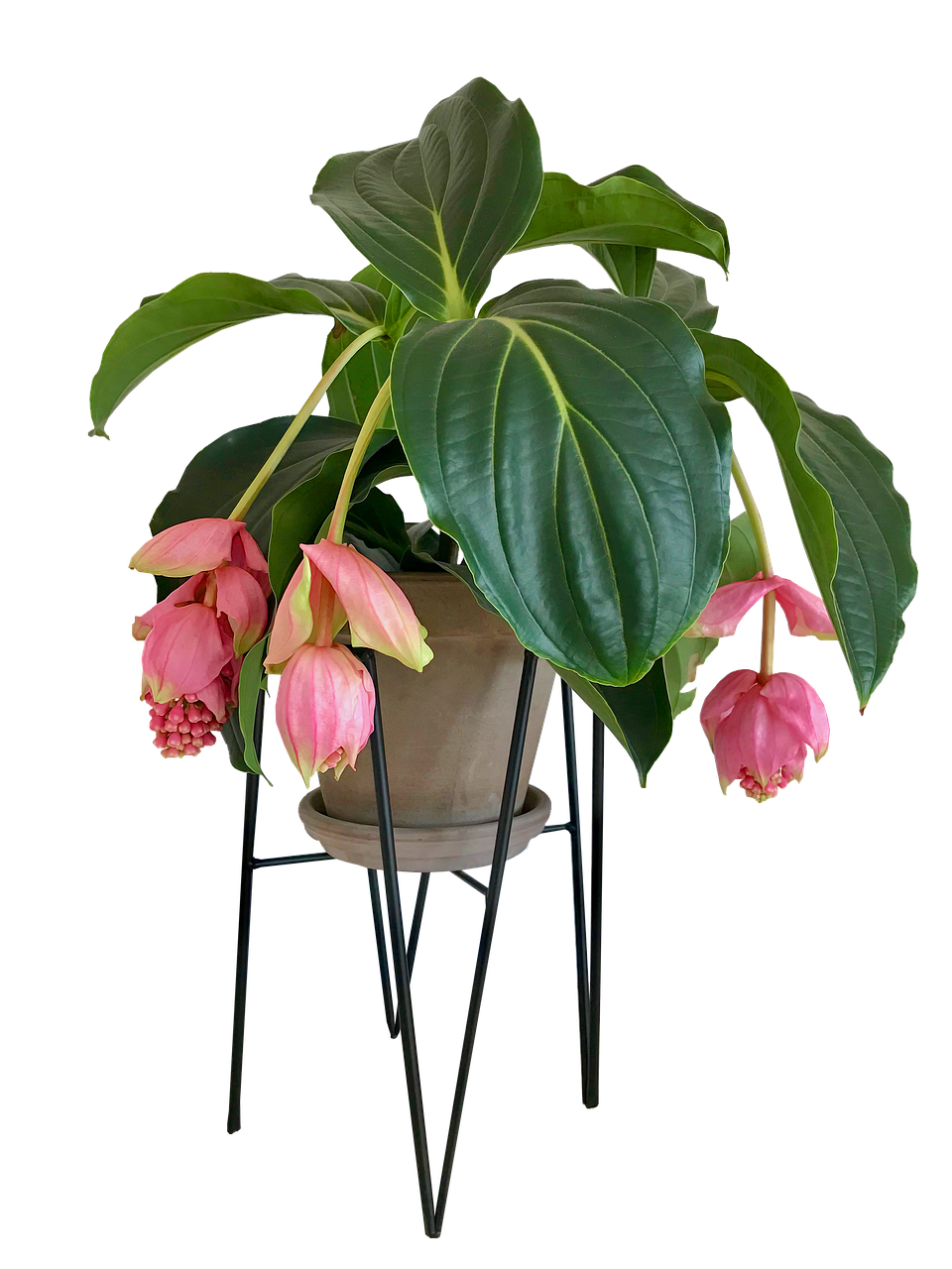 medinilla