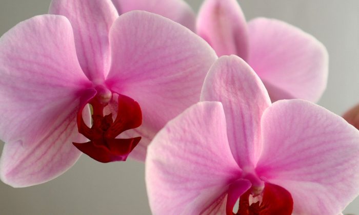 Orchidej