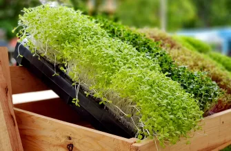 Microgreens