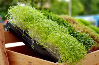 Microgreens