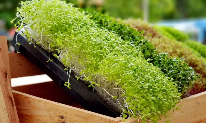 Microgreens