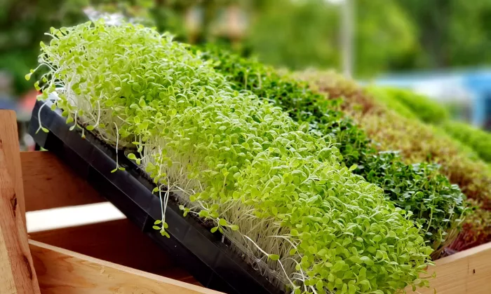 Microgreens