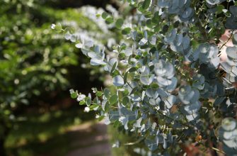 eukalyptus