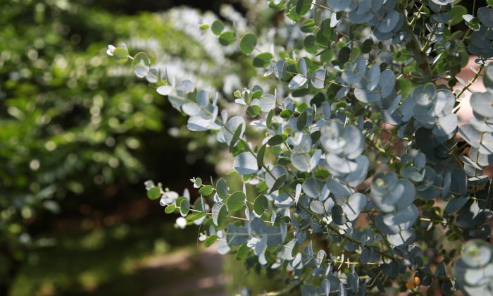eukalyptus
