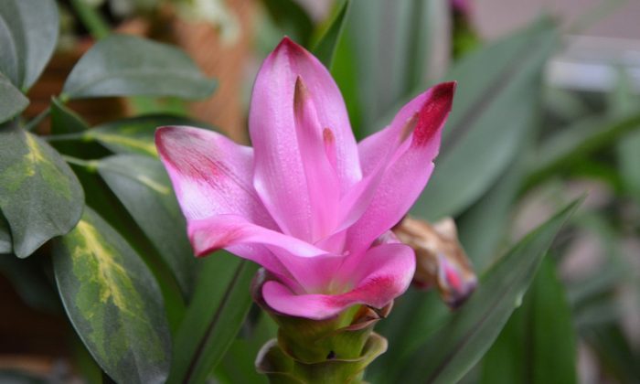kurkuma-kvet