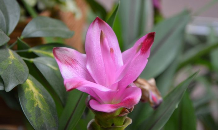kurkuma-kvet