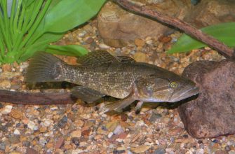 V ČR byla poprvé zaznamenána nová nebezpečná ryba