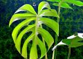 monstera