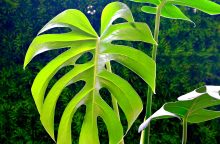 monstera