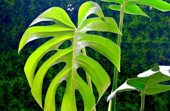 monstera