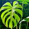monstera