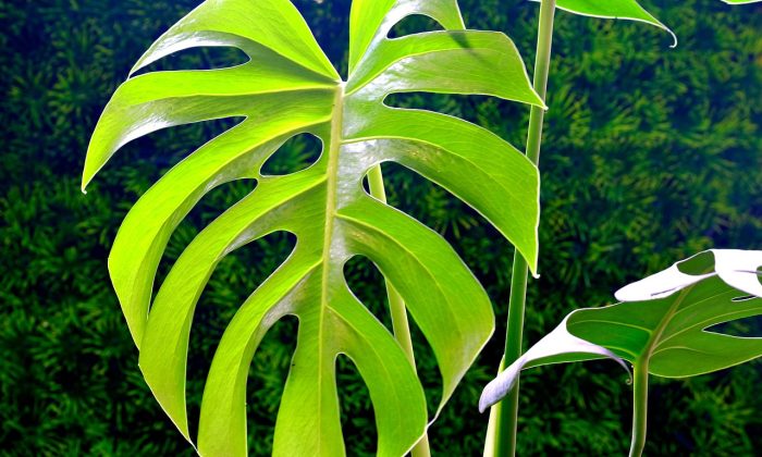 monstera