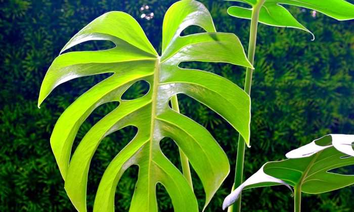 monstera