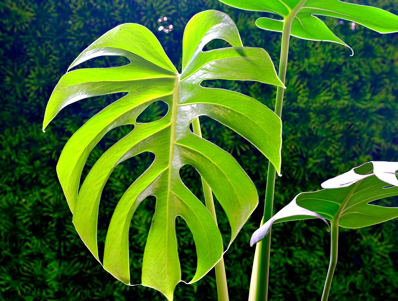 monstera