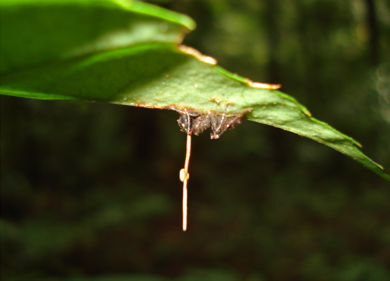 Ophiocordyceps unilateralis