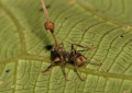 Ophiocordyceps unilateralis