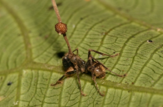 Ophiocordyceps unilateralis